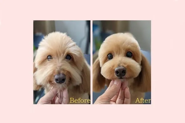 ビフォーアフター