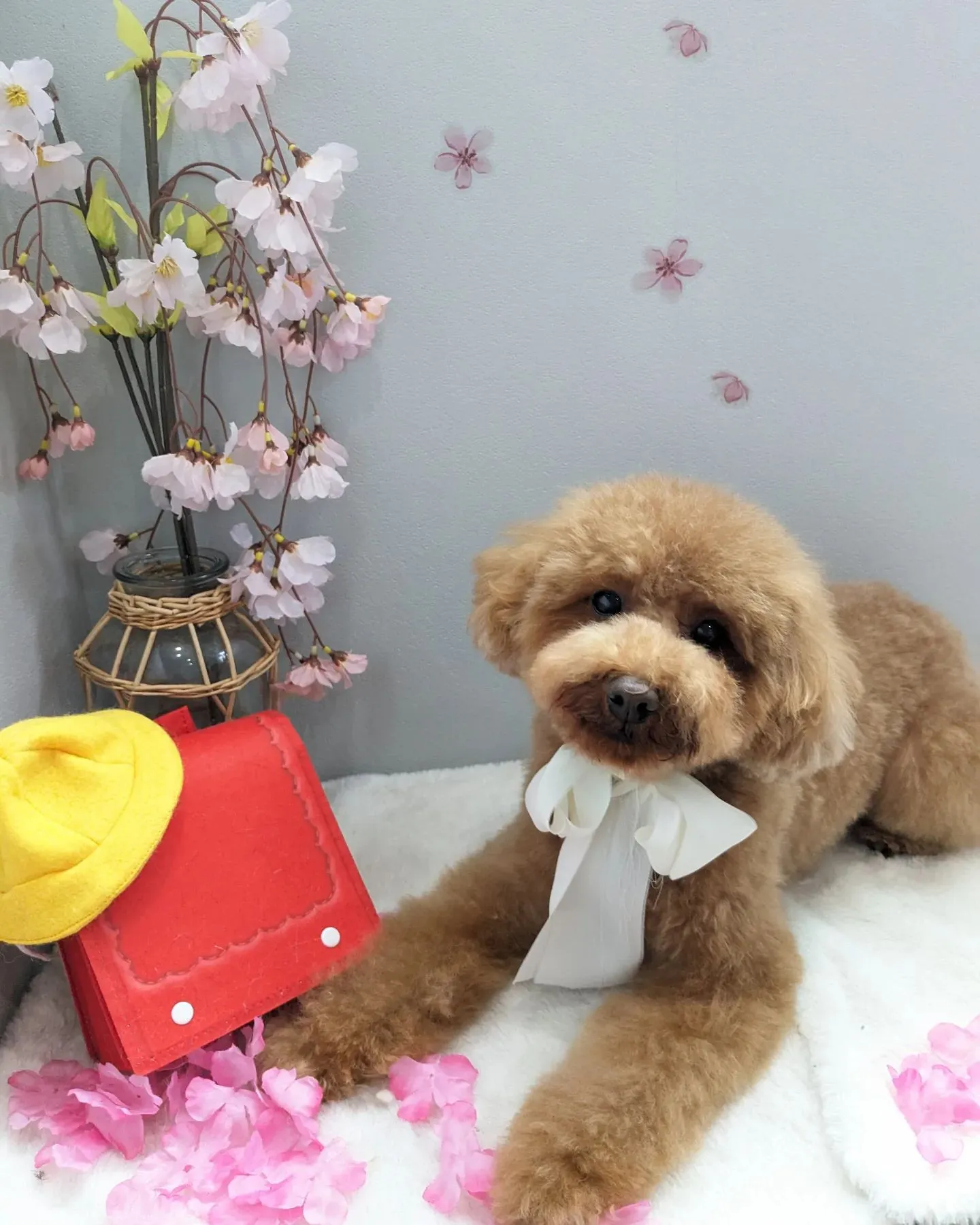 ♡本日のトリミング♡~岡崎トリミングサロン~