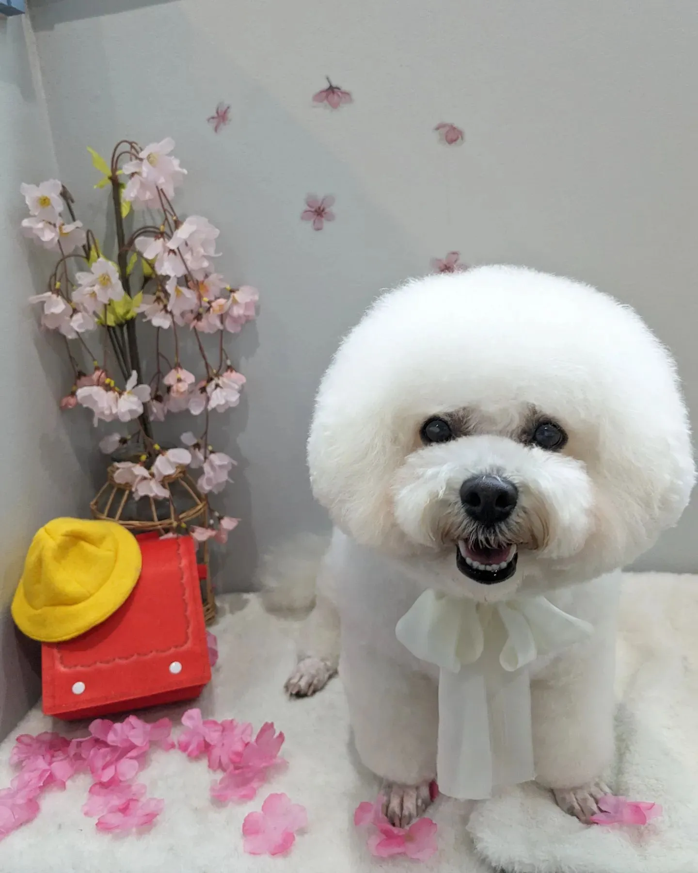 ♡本日のトリミング♡~岡崎トリミングサロン~